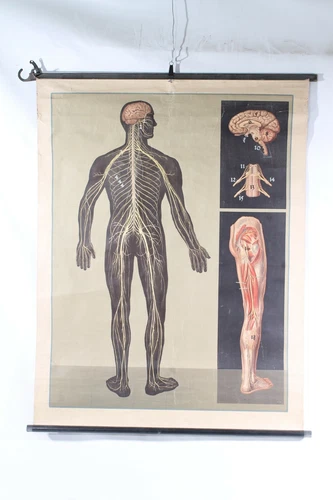 Educational Poster Wall Chart Human Nervous System Anatomy Brain Muscles