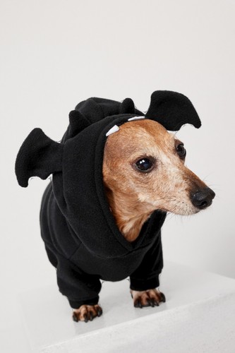 Costume in micropile Halloween cane animali della marina con cappuccio pipistrello vampiro taglia small - Foto 2 di 3