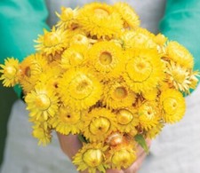 100 Strawflower King Gold seeds
