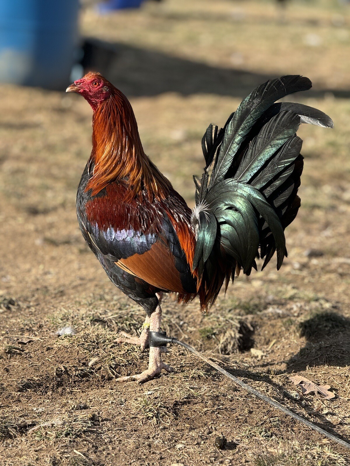 7+ SHOWME FOWL John O Fowler/Sonny Poe Out N Out Kelso Hatching