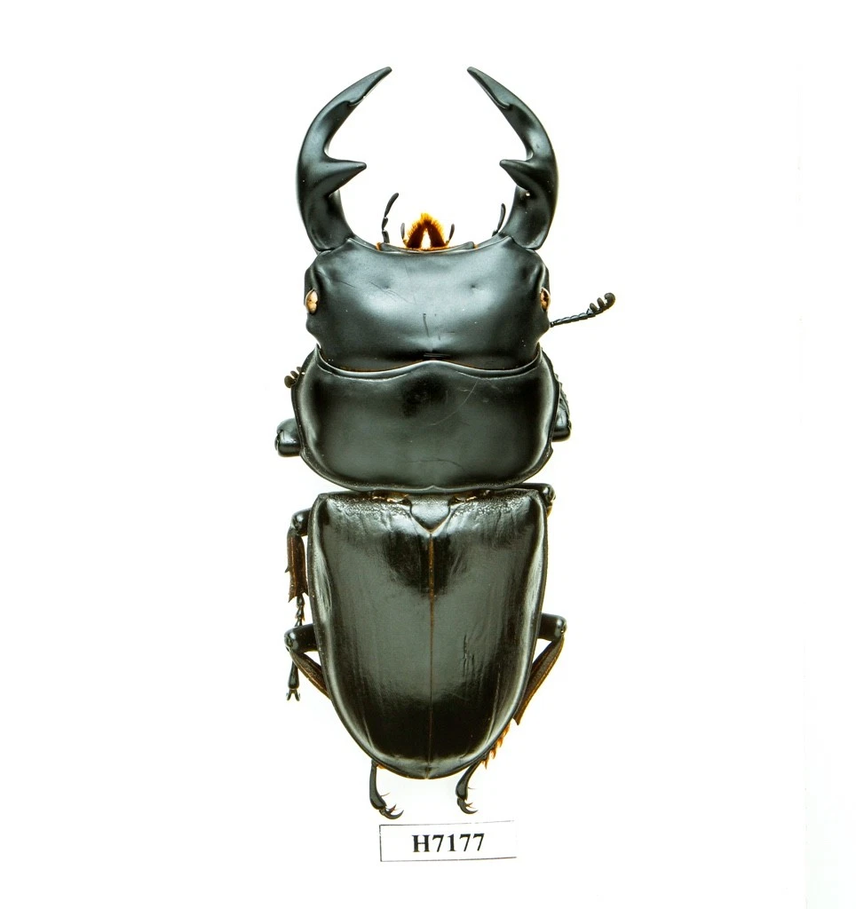 Beetle Collectibles for sale | eBay