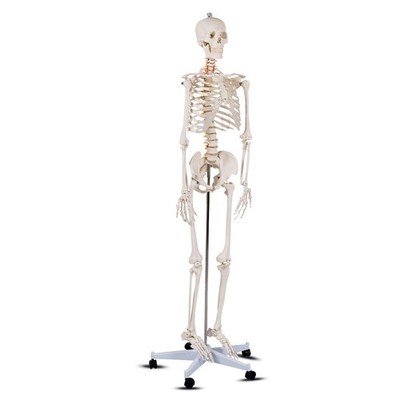 B010L18XEW Life Size 70.8 Human Anatomical Anatomy Skeleton Medical Model + Stan