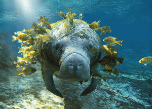 3 D Ansichtskarte Manati Seekuh Mit Putzerfischen Manatee Ebay