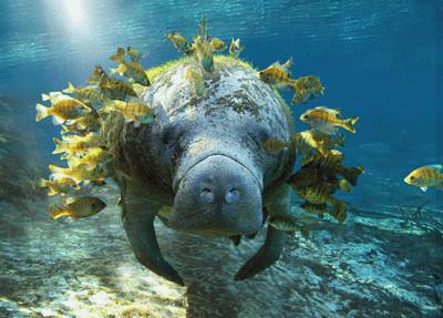 3 D Ansichtskarte Manati Seekuh Mit Putzerfischen Manatee Ebay