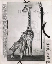 1961 Press Photo Giraffes "Cindy" & "Claudia" at Brookfield Zoo in Chicago, IL