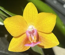 Phal. Charming Little Gold, Blooming Size, Fragrant, FREE Shipping