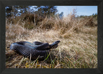 Schwarze Adder gerahmtes Wandbild Poster Leinwanddruck Bild