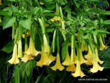GOLDER ANGEL'S TRUMPET brugmansia sanguinea aurea flowering tree seed 10 seeds