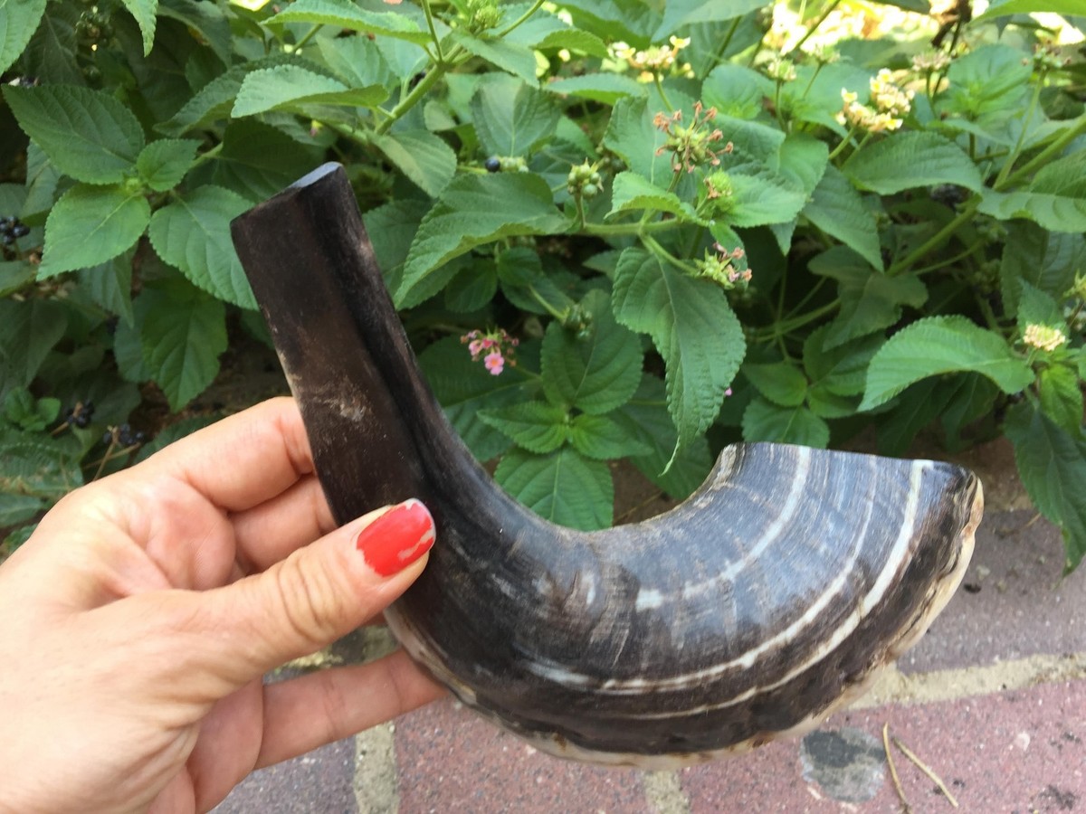 Shofar In Corno Di Montone Naturale - Con Curva Superiore E Creste, Nave Da Israele - Foto 13