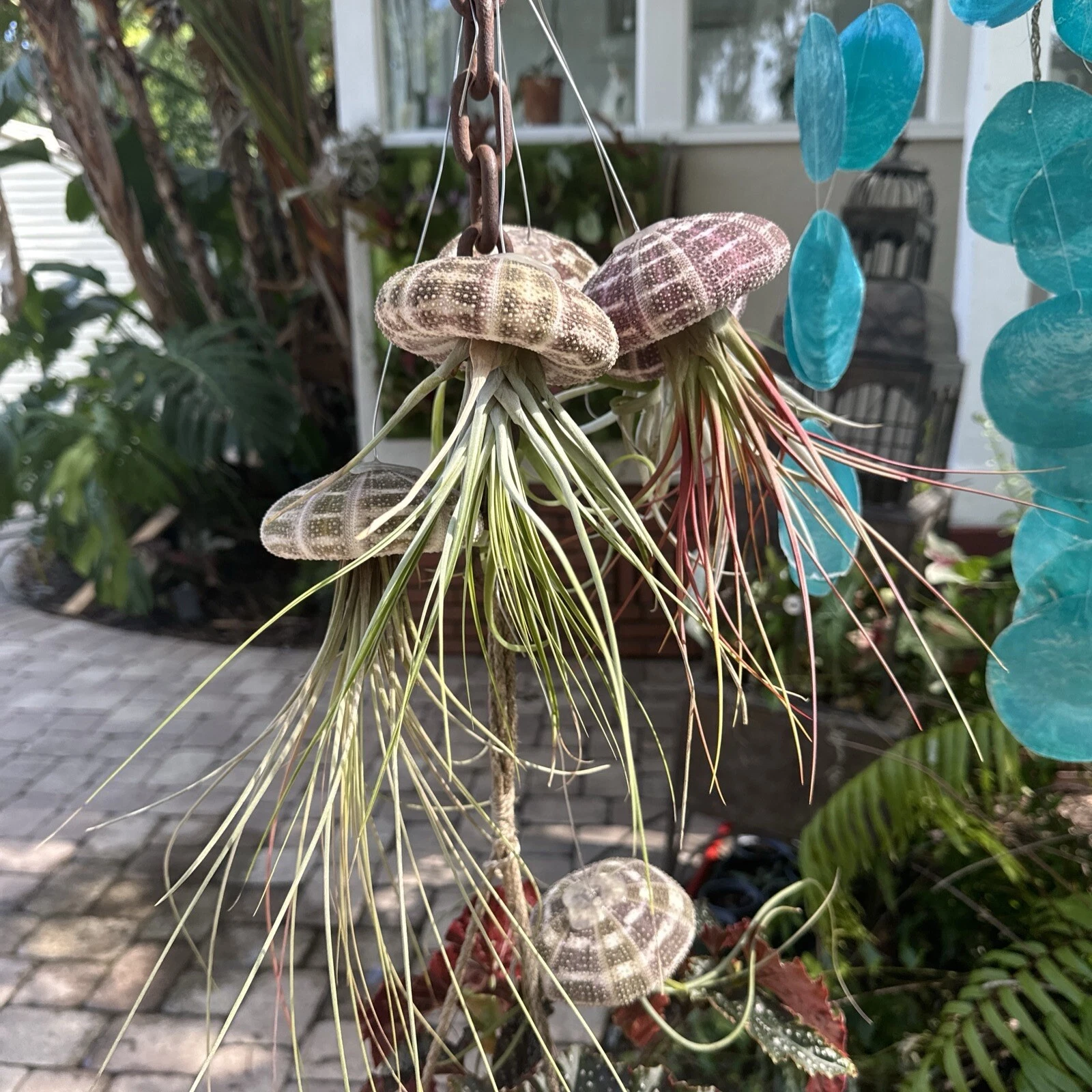 air plants live In Shells