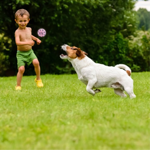 Dog Pet Training Bouncy Rubber Balls Interactive Play Fetch Bite Chew Toys 6cm - Picture 48 of 60