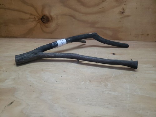 grey forked Manzanita branch 15.5" x 8" x 3" #112 - Picture 4 of 4