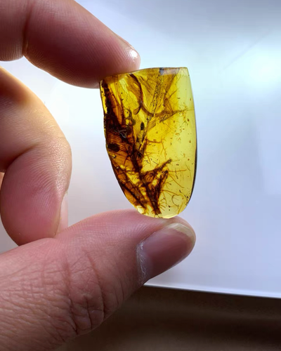 Burmese fossil burmite Cretaceous amber insect feather fossil amber Myanmar - Picture 8 of 8
