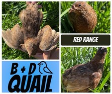 NPIP 12+ Hens Choice Coturnix Quail Hatching Eggs SHIPPED IN FOAM