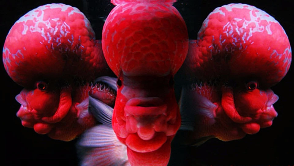 Okiko Platinum Flowerhorn Cichlid Fish Head M Pellets 12 of 100g - Image 4 of 4