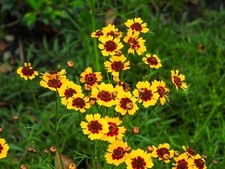 1000+ Samen Mädchen Auge Coreopsis tinctoria Wildblumen Garten Wiesen Blumen