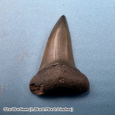 Isurus hastalis mako shark