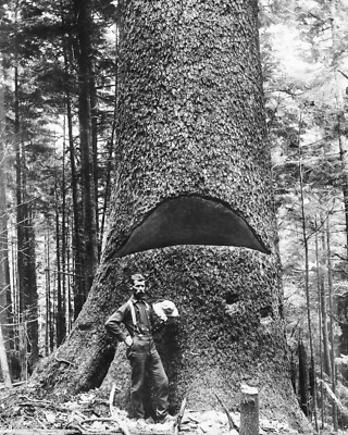 Lumberjack Standing At Huge Tree Photograph Logging California 1900 8x10 Print