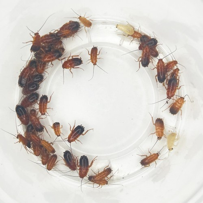 #ad Exo Morphs Red Runner Roaches Blatta lateralis Live Arrival Guaranteed $110.00