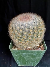 Mammillaria candida, cactus plant