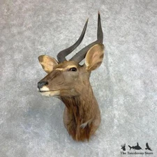 #22122 P | African Nyala Shoulder Taxidermy Shoulder Mount - Antlers Horns
