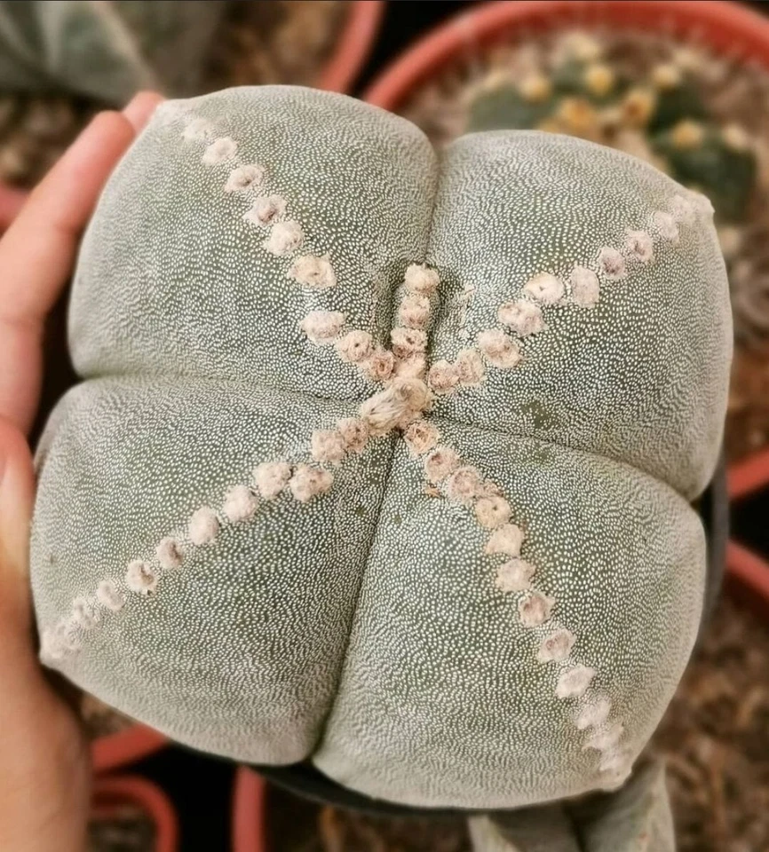 Astrophytum  Mix - Image 3 of 4