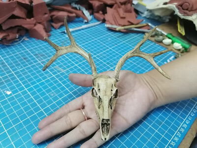 1/3 Scale White Tail Deer Skull