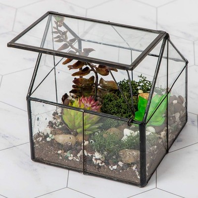 Glass Plant Terrarium Container Wardian Case Indoor Small Succulent  Terrarium... | eBay
