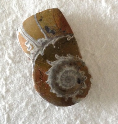 Fossil Ammonite, a Cross Section Specimen from Morocco.