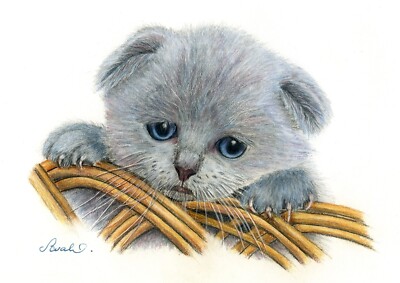 Blaue schottische gefaltete Katze Kätzchen Kunstdruck. Druck aus einer Originalzeichnung