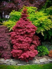 Acer palmatum ‘Skeeter’s Broom’ – Japanese Maple – 3L Pot – Hardy Red Tree