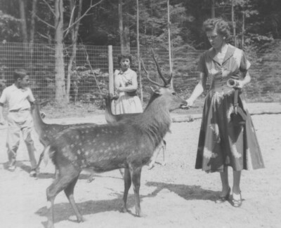 1950s Woman Feeding Deer Petting Zoo Boy Girl Watching Fence Trees