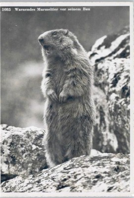12046062 - Groundhog Before It Build Animal