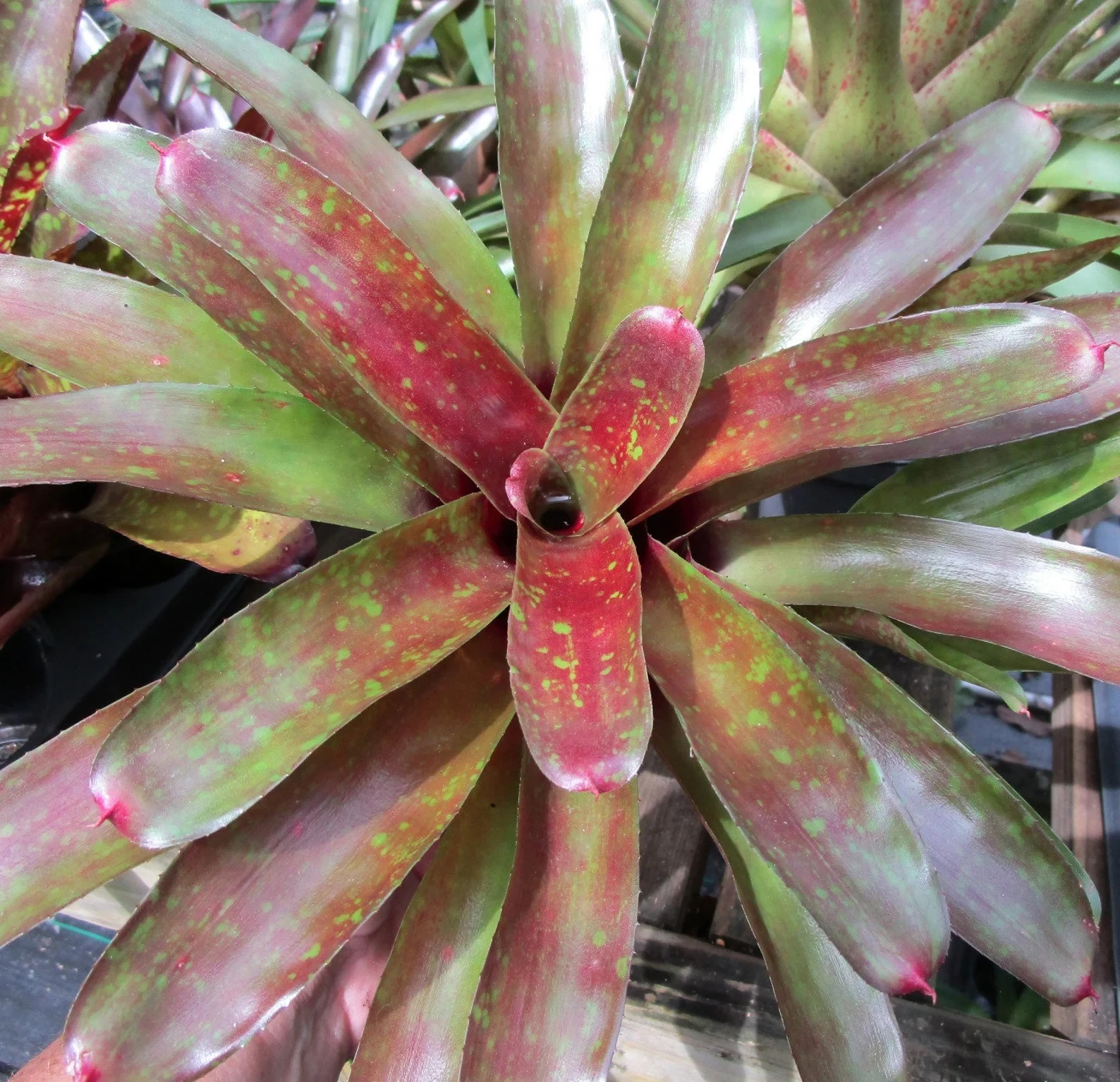 BUY 4 SAVE 20% BROMELIAD Neoregelia ZOMBIE Color Packed Compact Grower! Pup