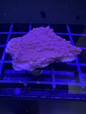 Live Coral Montipora Purple Cap 1" 