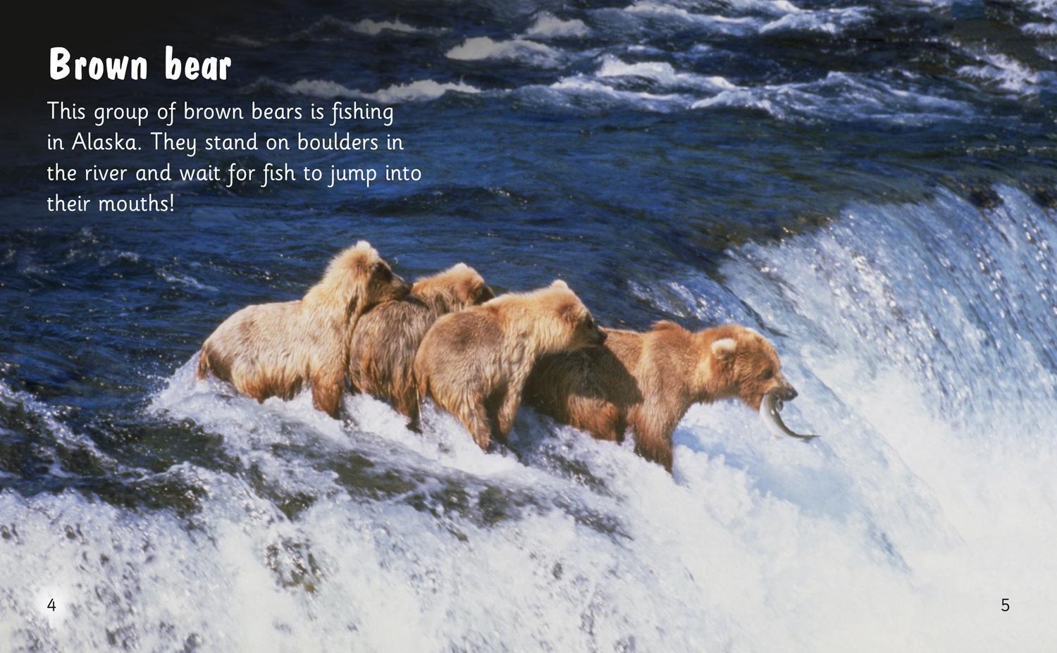 Thumbnail - Isabel Thomas | Bear Spotting | Taschenbuch | Englisch (2017) | Band