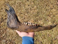 Historic Bison lower jaw bone buffalo not a fossil