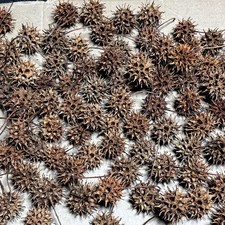 100 Sweet Gum Tree Liquidambar Spiked Gum Ball Pods Dried Handpicked DIY Crafts