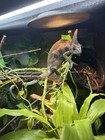 Screen Mesh Reptile Enclosure Terrarium Setup w/ Light Fixture, Plants & Vines — photo 3