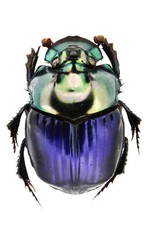 Phanaeus for collectors | Horned Rhinoceros Dung Beetles