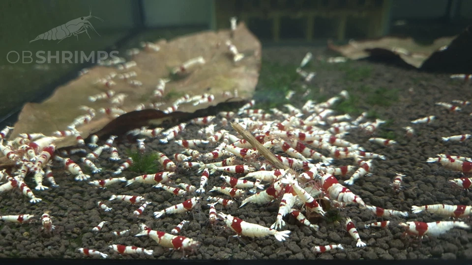 10 Caridine Cantonensis Crystal Red PRL + omaggio superfood / caridine acquario - Immagine 2 di 2