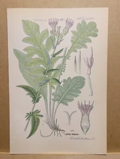 1886 ANTIQUE LITHOGRAPH ILLUSTRATION BOTANY FLOWER FLORA NATURE DECOR PICTURE...