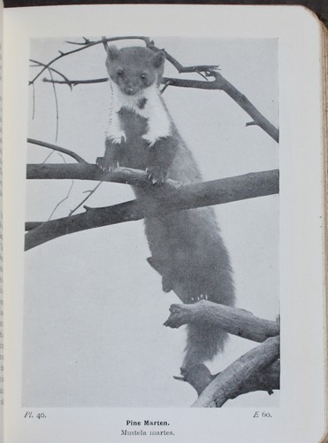 Rare Antique Old Book Mammals Reptiles Amphibians British Isles 1921 Illustrated - Picture 18 of 24