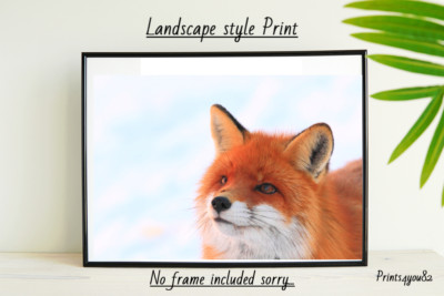 FOX A4 PRINT PICTURE POSTER WALL ART HOME DECOR UNFRAMED NEW GIFT snow 