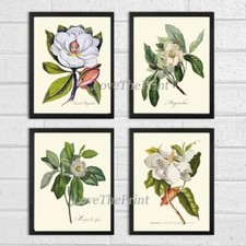 Blooming Magnolia Tree Botanical Print Set - 4 Prints