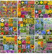 500+ Annual/Perennial Wildflower Mix Seeds, Bulk -Non-GMO beautiful flowers USA