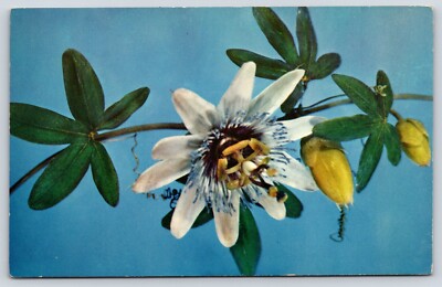 Passiflora Caerulea Linn Flower Vintage Postcard