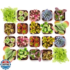 Shop Succulents Endless Summer Succulent Pack Collection - Live M