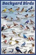 Backyard Birds Educational Poster - 24 x 36 inches