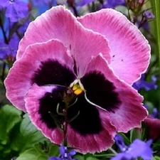NEW! 35+ PANSY MAMMOTH PINK BERRY / SELF-SEEDING ANNUAL